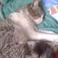 https://es.holidog.com/ImagesPetSitters/A47534CA-86E3-4A5C-8BA0-EA17CB6EC323_square_120.jpg Animal's-Paradise-61985-0