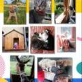 https://es.holidog.com/ImagesPetSitters/A4B7E633-96BB-4640-8C15-FF1DF77F8115_square_120.jpg KIARA---Cuidado-MASCOTAS-Mallorca-157535-1