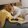 https://es.holidog.com/ImagesPetSitters/A61F2C79-5C7D-4351-B0F7-B7ED7B88E75B_square_120.jpg Cuidadora-de-perros-con-experiencia-243481-1