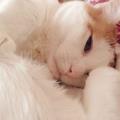 https://es.holidog.com/ImagesPetSitters/A78F8F23-C4BB-4B82-9B92-62EB4DDFA663_square_120.jpg Casada-con-gatos,-amante-de-perros-11920-2