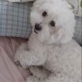 https://es.holidog.com/ImagesPetSitters/A8934D8E-74C2-4373-A4FD-44A75F2BBBDF_square_120.jpg Mucho-amor-y-cariño--244095-3