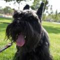 Pasión-por-las-mascotas-35520-0
