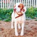 https://es.holidog.com/ImagesPetSitters/AD5B45E6-FFAC-48BB-A574-F5FB76ED32A2_square_120.jpg Doglandia-42263-1