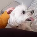 https://es.holidog.com/ImagesPetSitters/AD95422D-4BA7-4028-8CFE-E8450E477FDA_square_120.jpg Cuidadoras-de-perros-económicas-144677-2