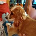 https://es.holidog.com/ImagesPetSitters/AF06660A-AC18-4850-9212-DDF9F290776E_square_120.jpg Free-time-=-Happy-dogs-14374-2