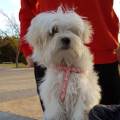 https://es.holidog.com/ImagesPetSitters/B076275F-6DDD-4D0E-B805-F4F2EF5B995C_square_120.jpg Paraiso-para-perros-97757-2