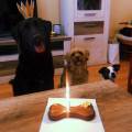 https://es.holidog.com/ImagesPetSitters/B19387BE-2FE9-4284-9908-FAA112E8E7E6_square_120.jpg 123155-3