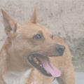 https://es.holidog.com/ImagesPetSitters/B2BBD2EE-CCC8-40BF-ABC5-AE5CB5557E35_square_120.jpg 5548-0