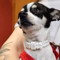 https://es.holidog.com/ImagesPetSitters/B2EA00B6-21DA-4265-B6F2-43EEFAE2AEFB_square_120.jpg Canguro-y-Paseadora-Canina-50837-3