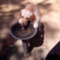 El-maravilloso-mundo-de-los-perros-5530-3