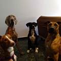 https://es.holidog.com/ImagesPetSitters/B421AADE-AD1C-4A4E-BF04-75B9B7BEFF8E_square_120.jpg Amor-perruno-en-Fatima--98924-2