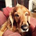 https://es.holidog.com/ImagesPetSitters/B9DFAB29-6D55-428B-87CD-15B94D9EE1D5_square_120.jpg Casita-acogedora-para-tu-peludito-47479-2