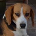 muy agradable Rosa Consciente Cuidadores en Visvique (35412) | Adiós residencia canina, hola guardería  para perros