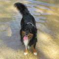 https://es.holidog.com/ImagesPetSitters/BC367122-ED59-47AA-83FD-42CB669528F8_square_120.jpg casa-las-almohadillas-48721-0