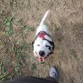 https://es.holidog.com/ImagesPetSitters/BD5332D9-29FF-4E3A-9E4B-1BD2D246E52C_square_120.jpg Su-perro-como-en-casa-19360-1
