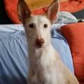 https://es.holidog.com/ImagesPetSitters/BE2C5C17-3822-4A16-948C-40263C74017A_square_120.jpg El-mejor-lugar-para-su-mascota.-55153-2