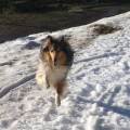 https://es.holidog.com/ImagesPetSitters/BF8B10F7-FC45-4138-B224-8033825AC53B_square_120.jpg Etólogo,-Adiestrador-e-Instructor-249038-3