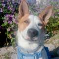 https://es.holidog.com/ImagesPetSitters/C00541DB-D1B7-4DC6-AC34-C10965DA6D18_square_120.jpg Equilibrio,-bienestar-y-cariño-247298-2