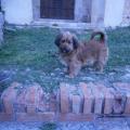 https://es.holidog.com/ImagesPetSitters/C0E7D10F-0D16-4FAE-A056-4608988741AD_square_120.jpg 6700-2