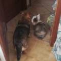 https://es.holidog.com/ImagesPetSitters/C2E9D769-12E0-47DE-A57B-A0BF8DDA41BB_square_120.jpg El-hogar-de-Marta-131107-2