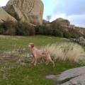 https://es.holidog.com/ImagesPetSitters/C373CF0F-2D5F-4290-BB16-FF51ADDD5CA5_square_120.jpg Vacaciones-en-el-Yelmo-251464-3