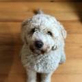 https://es.holidog.com/ImagesPetSitters/C490C21A-284F-4166-B3FA-437AF3FD5415_square_120.jpg Cuidado-y-mimo-perruno-132904-0