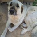https://es.holidog.com/ImagesPetSitters/C50AD763-5D40-4ED9-A985-7250C907CF5E_square_120.jpg Amor-por-los-animales.-31858-1