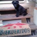 https://es.holidog.com/ImagesPetSitters/C542C0CF-D3F8-4F58-9133-EF07A323277F_square_120.jpg Apasiona-por-los-perros-15469-0