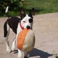 https://es.holidog.com/ImagesPetSitters/C6CBFFEC-1189-465A-A9F2-9AFADEBDCC77_square_120.jpg Vacaciones-para-su-mascota--91949-2