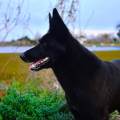 https://es.holidog.com/ImagesPetSitters/C7BFB46E-71DA-48DB-8232-047B8D6D14B2_square_120.jpg Los-amo-tanto-o-más-que-tu!-jaja-99856-3