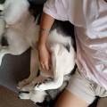 https://es.holidog.com/ImagesPetSitters/C91F00D9-558F-44C8-A181-C31650772C13_square_120.jpg 242113-1