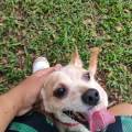 https://es.holidog.com/ImagesPetSitters/C935CBC7-7A4E-41B3-9623-194E52773A4A_square_120.jpg Cuidado-de-perros,-gatos,-mascotas.-249258-1