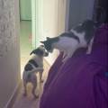 Tu-mascota-en-las-mejores-manos-259978-2