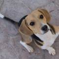 https://es.holidog.com/ImagesPetSitters/C9BDA2D7-79F3-43A4-9065-953E4C99FEB2_square_120.jpg Vacaciones-para-su-mascota--91949-1