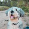 El-Amor-es-una-palabra-de-4-patas🐾-223839-1