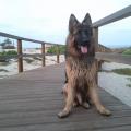 https://es.holidog.com/ImagesPetSitters/CA9B7120-9F87-4A41-8F04-93BEF1E89199_square_120.jpg 9086-1
