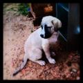 https://es.holidog.com/ImagesPetSitters/CBC8005B-DA8A-4B6E-AB00-2481EB1ABB64_square_120.jpg Amor-perruno-18031-1