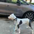 https://es.holidog.com/ImagesPetSitters/CC77C7FD-B3B6-43C0-B80E-581755245E0D_square_120.jpg CUIDADOS-VARIOS-PARA-MASCOTAS-160853-3