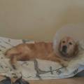 https://es.holidog.com/ImagesPetSitters/CDF163FE-F2EB-480D-AABE-66DE50617CE8_square_120.jpg -Tu-amigo-en-buenas-manos-115098-0