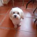 Calidad-para-los-perros.-250943-0