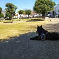 https://es.holidog.com/ImagesPetSitters/CF4F7636-58AA-413B-898C-7D522DD59544_square_120.jpg Por-Krasty-245904-1