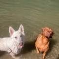 https://es.holidog.com/ImagesPetSitters/D03B5351-7D33-4DA2-99D8-8622E5E4A0A1_square_120.jpg El-Palacio-de-Perros-245049-1