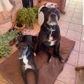 https://es.holidog.com/ImagesPetSitters/D0A250D9-F913-4DB9-B917-B5578A012EEC_square_120.jpg La-amiga-perruna--190100-0