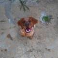 https://es.holidog.com/ImagesPetSitters/D17D8045-C6EB-46FC-B868-E9537D17D12E_square_120.jpg Amante-empedernida-de-los-animales-37084-2