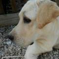 https://es.holidog.com/ImagesPetSitters/D2B7B64E-D113-4E02-80E1-7C04FD5D2811_square_120.jpg Los-animales-son-mi-pasión-40983-2