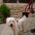 https://es.holidog.com/ImagesPetSitters/D3214201-0E29-4895-924D-BA601FC27277_square_120.jpg 17781-0