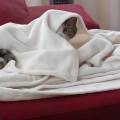 Loco-por-los-animales-132118-1
