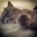 https://es.holidog.com/ImagesPetSitters/D453795B-EF0E-45B6-A7B5-D365B7D13D6F_square_120.jpg Amante-de-la-Psicología-Animal.-18748-3