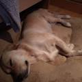 https://es.holidog.com/ImagesPetSitters/D4A2F5AA-C4B5-4B32-A99C-6C0C753B89AF_square_120.jpg Cuidadora-de-perros,-como-en-casa!--120037-3
