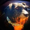 https://es.holidog.com/ImagesPetSitters/D4B84019-4724-483D-B8FF-97C8086BAAE8_square_120.jpg Mucho-amor-y-cariño--244095-1